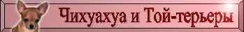 Чихуахуа и Той-терьеры в Санкт-Петербурге